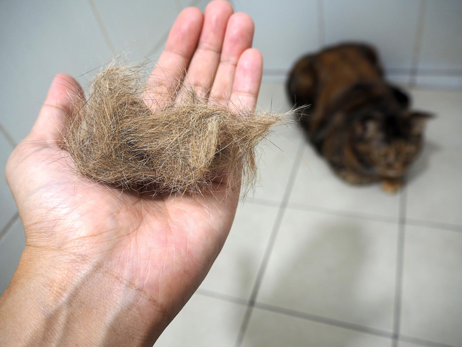 Quando A Queda De Pelos Indica Um Problema Mais Sério: Sinais De Alerta Que O Tutor Deve Observar 1 Alopecia Em Gatos Escovação