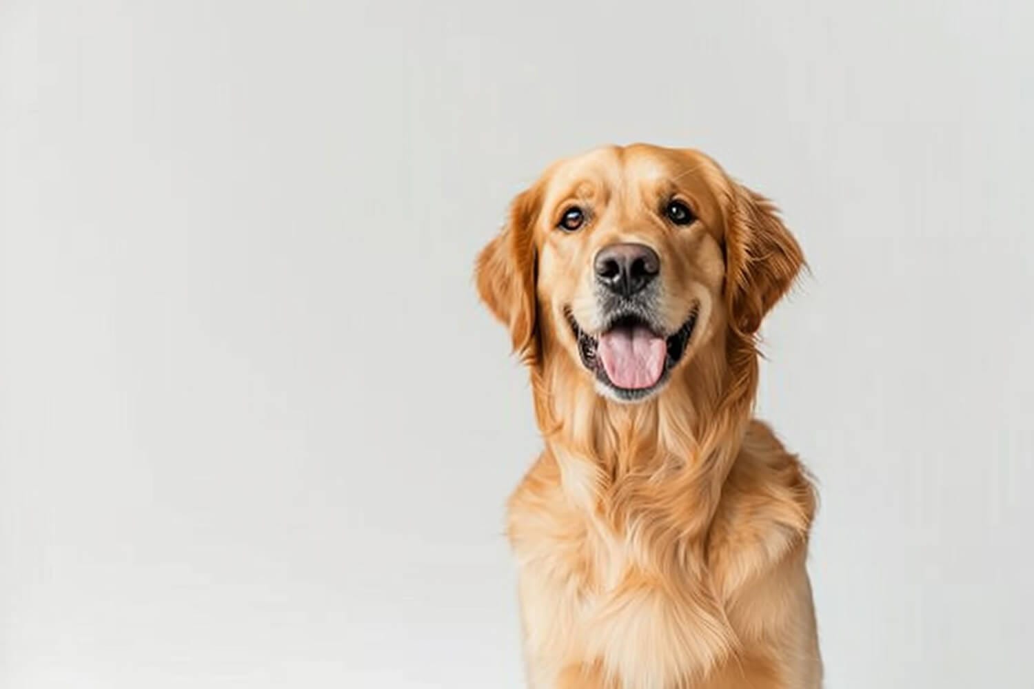 Cuidados Especiais Para Cães Com Pele Sensível: Dicas Práticas Para Tutores 1 Cães Umidade