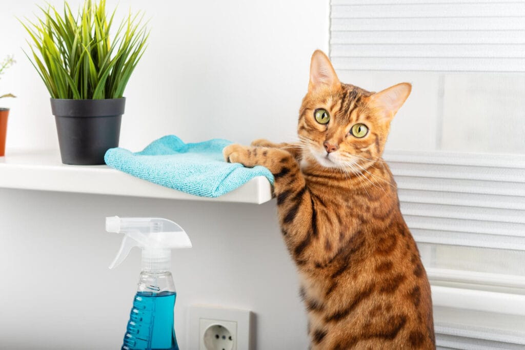 Dermatite Em Pets Por Contato Com Produtos De Limpeza: Cuidados E Prevenção 3 Dermatite Em Pets Por Contato Com Produtos De Limpeza: Cuidados E Prevenção