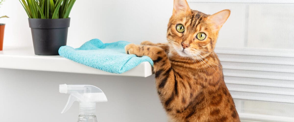 Terapias Complementares Para Dermatite Em Pets: Soluções Comprovadas Que Realmente Funcionam 2 Dermatite Em Pets Por Contato Com Produtos De Limpeza: Cuidados E Prevenção