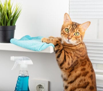 Terapias Complementares Para Dermatite Em Pets: Soluções Comprovadas Que Realmente Funcionam 6 Dermatite Em Pets Por Contato Com Produtos De Limpeza: Cuidados E Prevenção