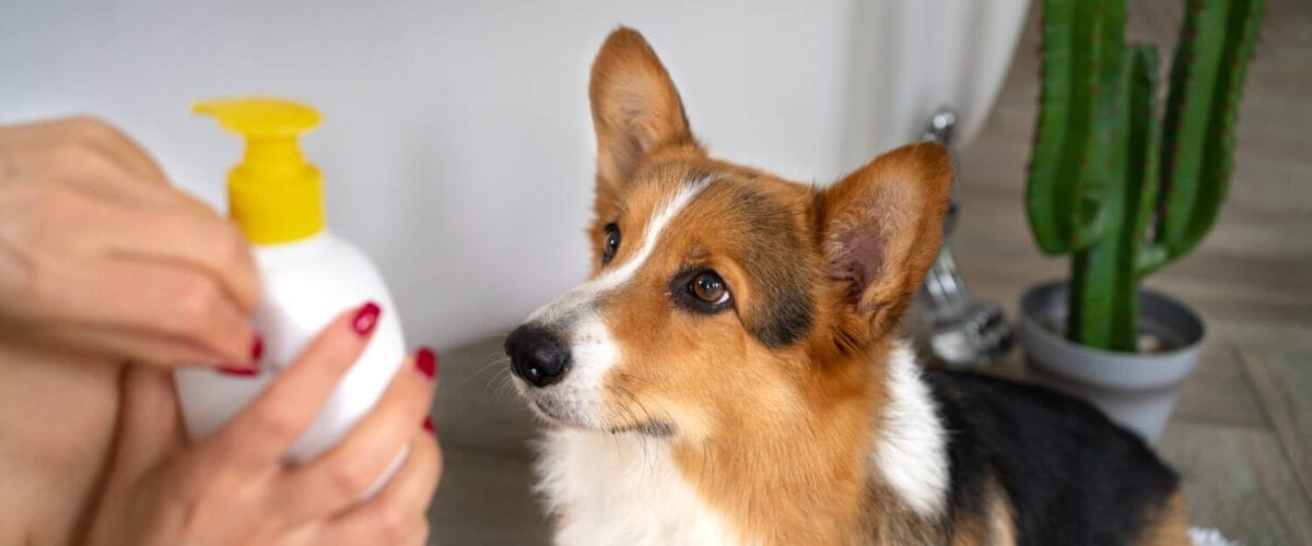 Shampoos Medicinais Para Pets: Como Usar Com Segurança E Garantir Resultados Eficazes 3 Dermatite Em Pets Por Contato Com Produtos De Limpeza: Cuidados E Prevenção
