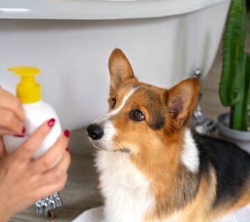 Shampoos Medicinais Para Pets: Como Usar Com Segurança E Garantir Resultados Eficazes 9 Dermatite Em Pets Por Contato Com Produtos De Limpeza: Cuidados E Prevenção