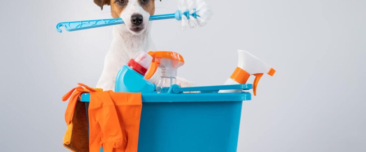 Dermatite Em Pets Por Contato Com Produtos De Limpeza: Cuidados E Prevenção 4 Dermatite Em Pets Por Contato Com Produtos De Limpeza: Cuidados E Prevenção