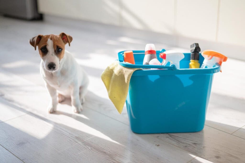 Dermatite Em Pets Por Contato Com Produtos De Limpeza: Cuidados E Prevenção 4 Dermatite Em Pets Por Contato Com Produtos De Limpeza: Cuidados E Prevenção