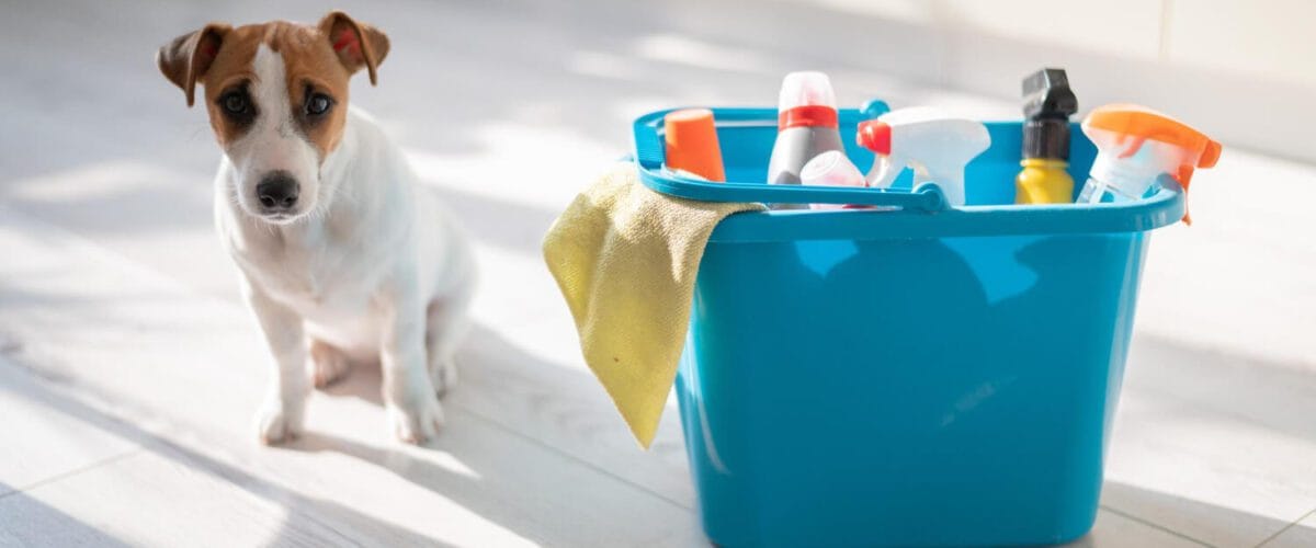 Dermatite De Contato Em Cães: Como Identificar E Evitar Alergias Causadas Por Objetos Do Dia A Dia 6 Dermatite Em Pets Por Contato Com Produtos De Limpeza: Cuidados E Prevenção
