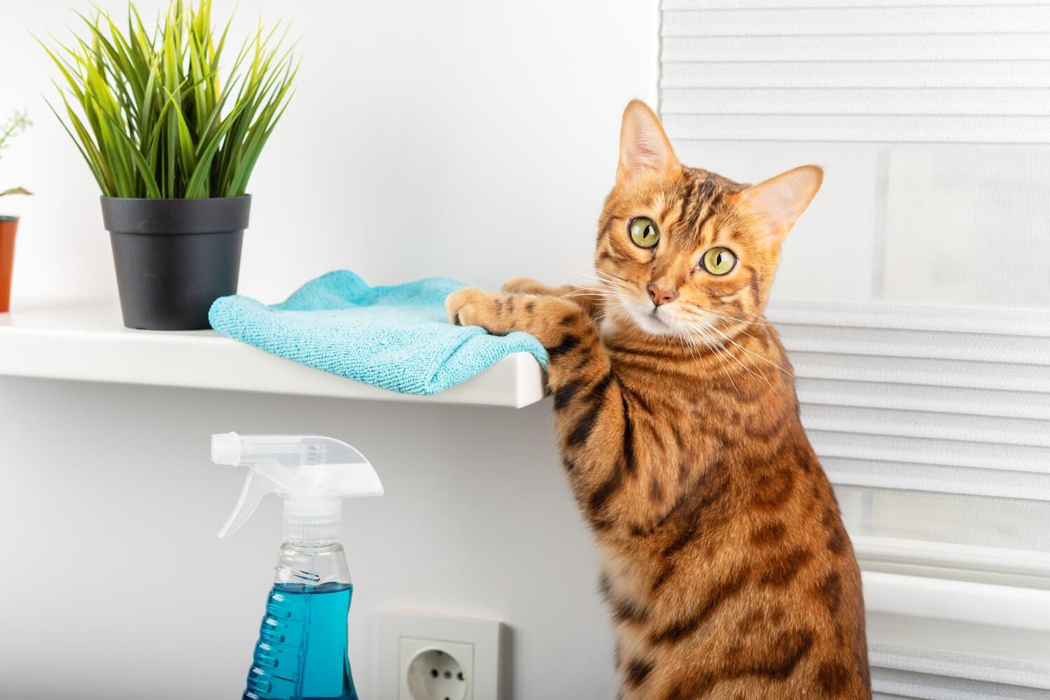 Terapias Complementares Para Dermatite Em Pets: Soluções Comprovadas Que Realmente Funcionam 1 Dermatite Em Pets Por Contato Com Produtos De Limpeza: Cuidados E Prevenção