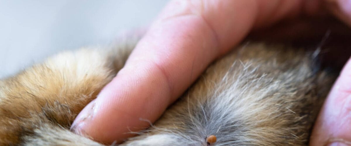 Dermatite Por Pulgas Em Pets: Como Prevenir, Identificar E Tratar De Forma Segura 2 Dermatite Por Pulgas Em Pets