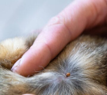 Dermatite Por Pulgas Em Pets: Como Prevenir, Identificar E Tratar De Forma Segura 8 Dermatite Por Pulgas Em Pets