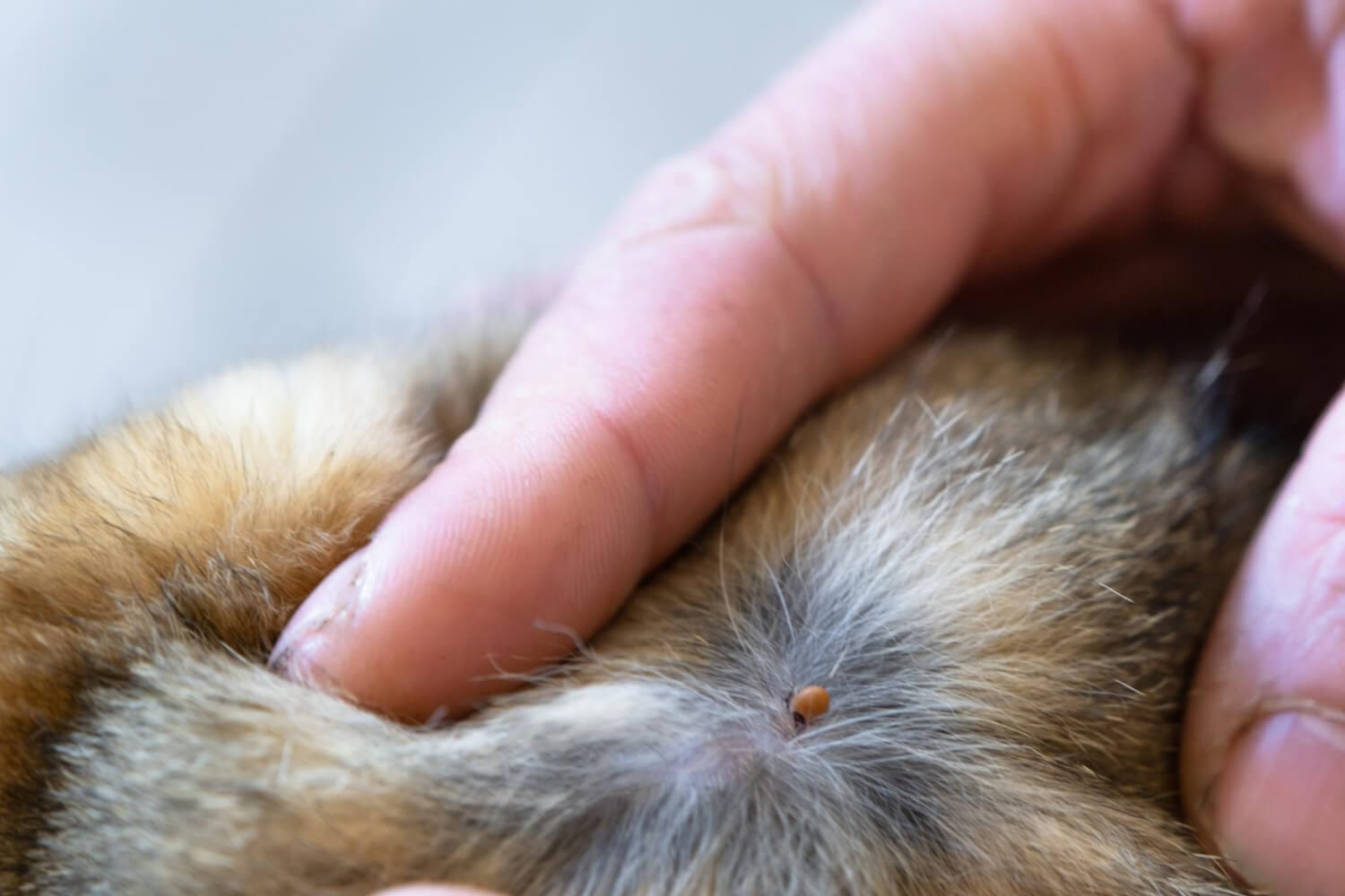 Dermatite Por Pulgas Em Pets: Como Prevenir, Identificar E Tratar De Forma Segura 1 Dermatite Por Pulgas Em Pets