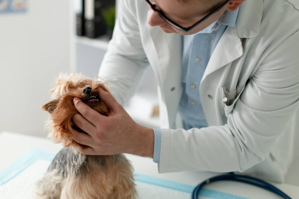 Genética E Saúde Da Pele: Como A Hereditariedade Afeta Doenças Dermatológicas Em Cães E Gatos 3 Genética