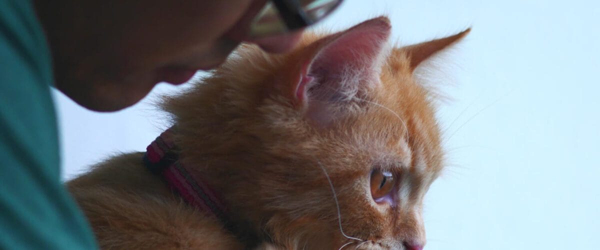 A Relação Entre Doenças Endócrinas E Problemas De Pele Em Cães E Gatos 1 Genética