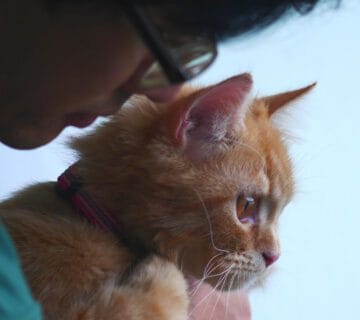 Ambiente Externo E Saúde Da Pele Dos Pets: Como O Clima E O Espaço Afetam Cães E Gatos 7 Genética