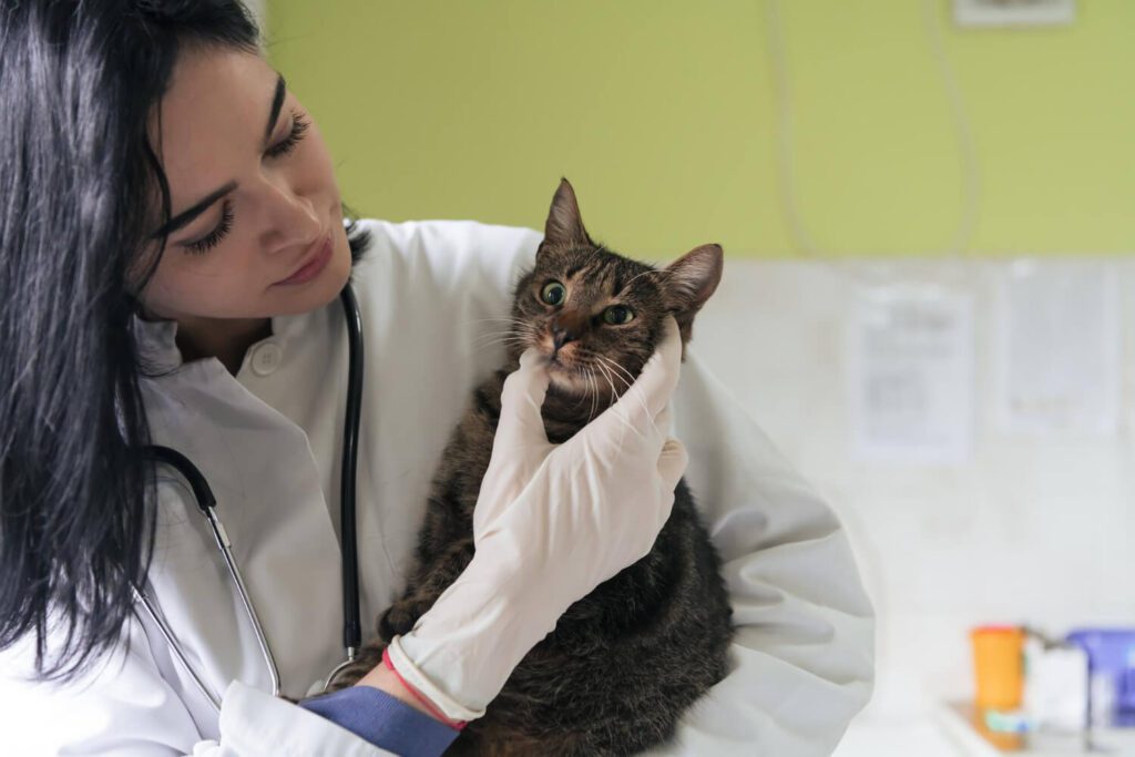 Genética E Saúde Da Pele: Como A Hereditariedade Afeta Doenças Dermatológicas Em Cães E Gatos 2 Genética