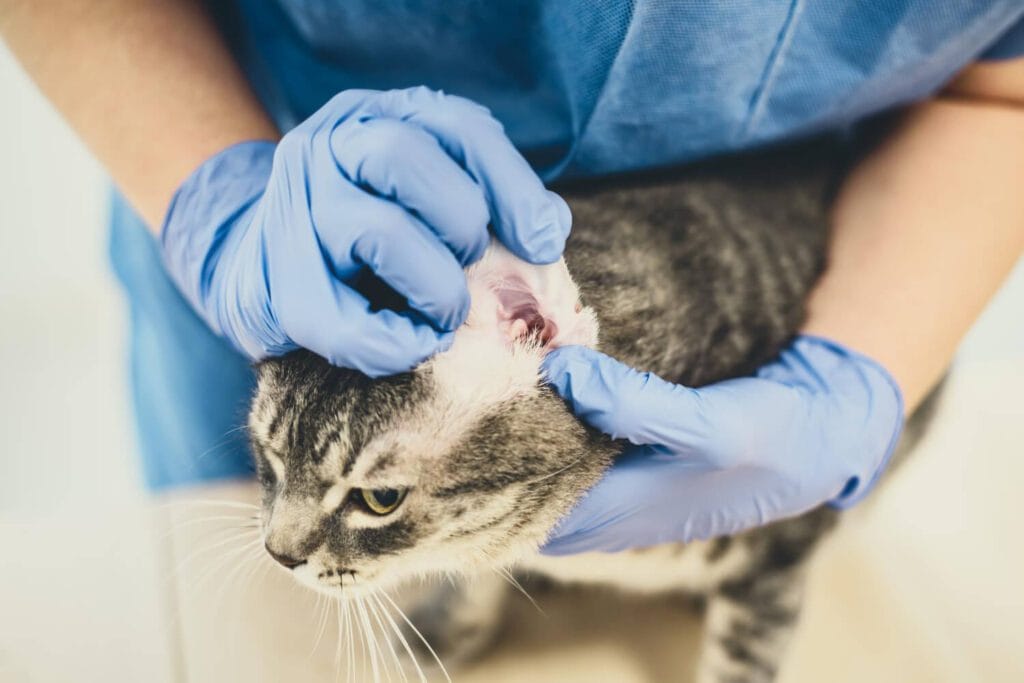 Como Diferenciar Entre Infecções Bacterianas E Fúngicas Na Pele Do Pet 4 Como Diferenciar Entre Infecções Bacterianas E Fúngicas Na Pele Do Pet