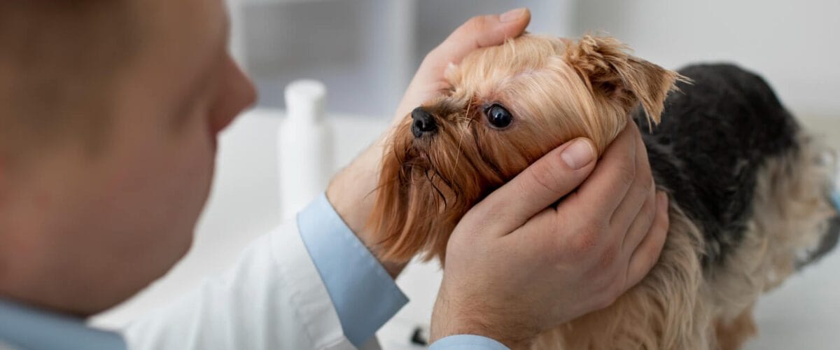 Como Diferenciar Entre Infecções Bacterianas E Fúngicas Na Pele Do Pet 1 Como Diferenciar Entre Infecções Bacterianas E Fúngicas Na Pele Do Pet