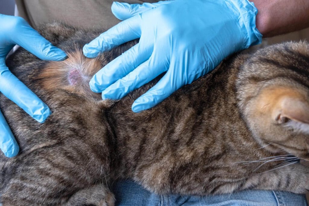 Como Diferenciar Entre Infecções Bacterianas E Fúngicas Na Pele Do Pet 2 Como Diferenciar Entre Infecções Bacterianas E Fúngicas Na Pele Do Pet