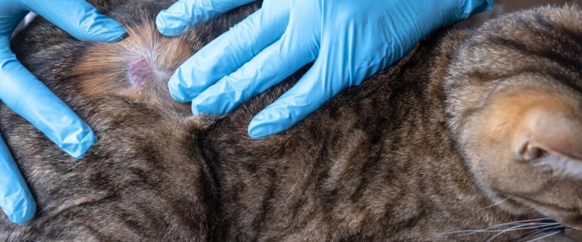 Dermatite Em Gatos Causada Por Ácaros: Como Identificar, Tratar E Prevenir 1 Como Diferenciar Entre Infecções Bacterianas E Fúngicas Na Pele Do Pet