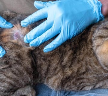 Dermatite Em Gatos Causada Por Ácaros: Como Identificar, Tratar E Prevenir 5 Como Diferenciar Entre Infecções Bacterianas E Fúngicas Na Pele Do Pet