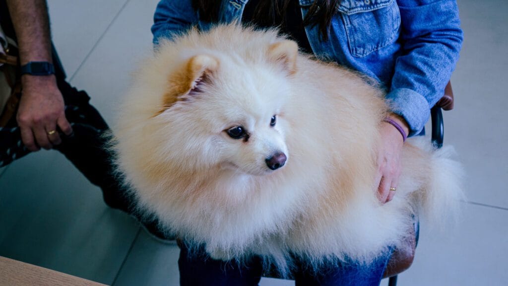 Vitamina E Para Pets: Como Esse Nutriente Acelera A Recuperação Da Pele 1 Petderma Vitamina E