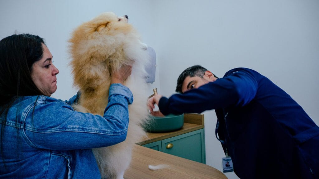 Quanto Tempo Leva para a Imunoterapia Fazer Efeito em Cães Alérgicos? Entenda as Etapas do Tratamento