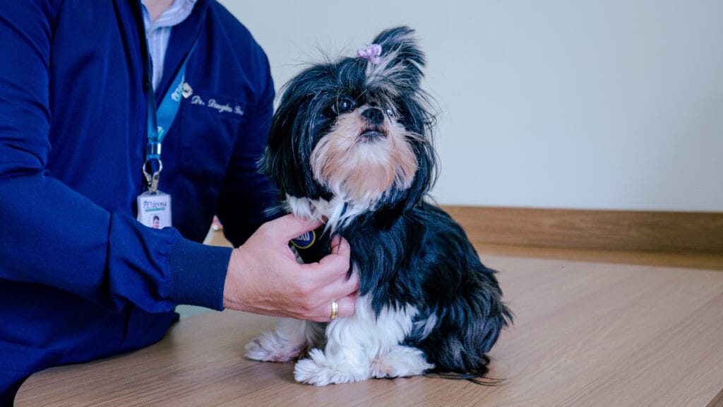 Crioterapia Em Pets: Quando É Indicada, Benefícios Clínicos E Cuidados Essenciais No Tratamento Veterinário 3 Petderma