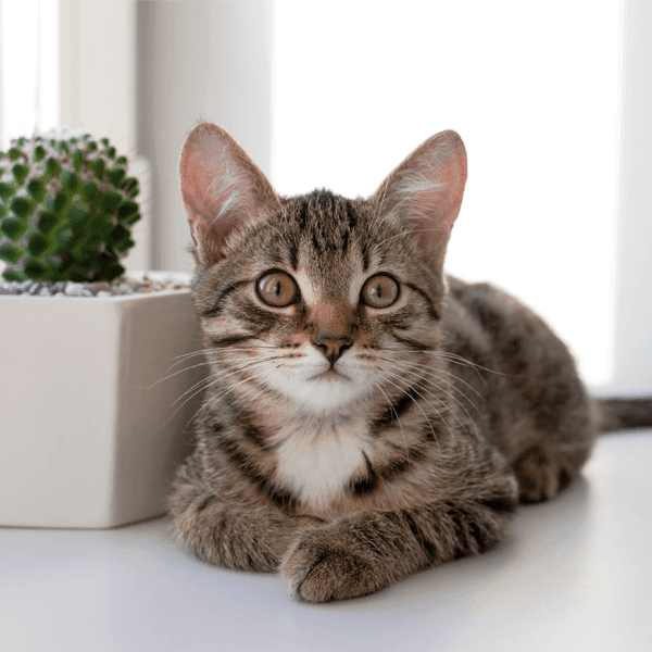 Petderma Suplementação Dermatológica