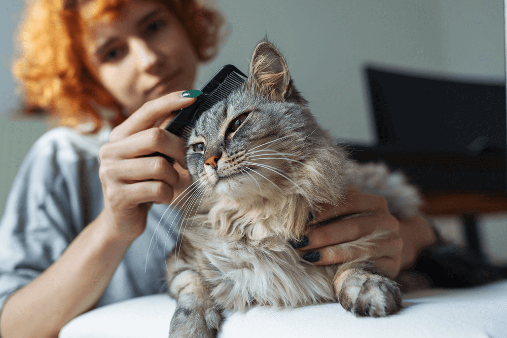 Petderma Alopecia Em Gatos