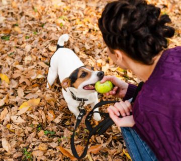 Risco Ambientais Para Pets