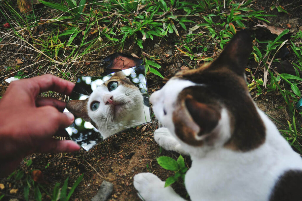 Aspectos Inflamatórios E Imunológicos Da Atopia Em Pets 2 Risco Ambientais Para Pets