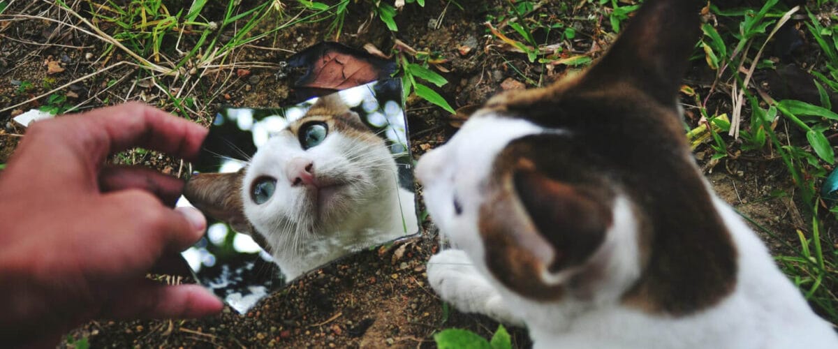 Risco Ambientais Para Pets