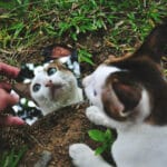 Risco Ambientais Para Pets