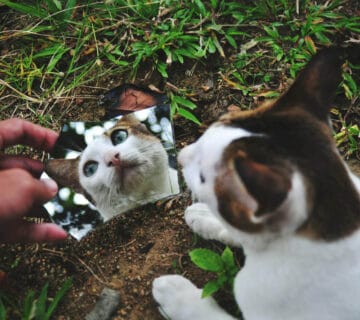 Risco Ambientais Para Pets