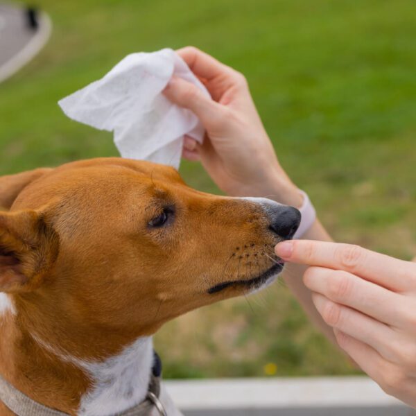 Petderma-Atopia-Em-Caes.1 Atopia Em Cães