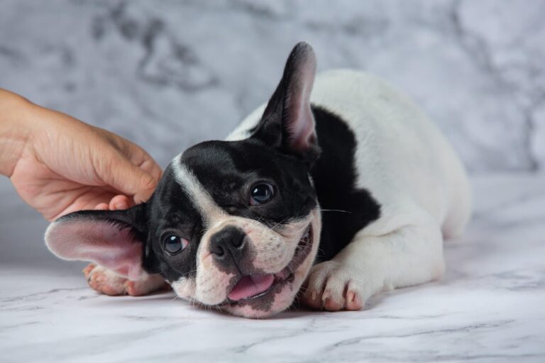 Causas Da Atopia Em Cães: Entenda Como A Genética E O Ambiente Afetam A ...