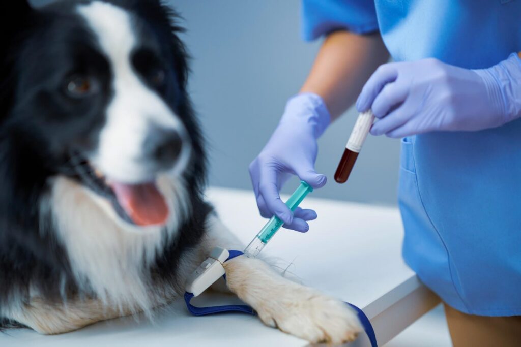 Exames de Sangue em Pets