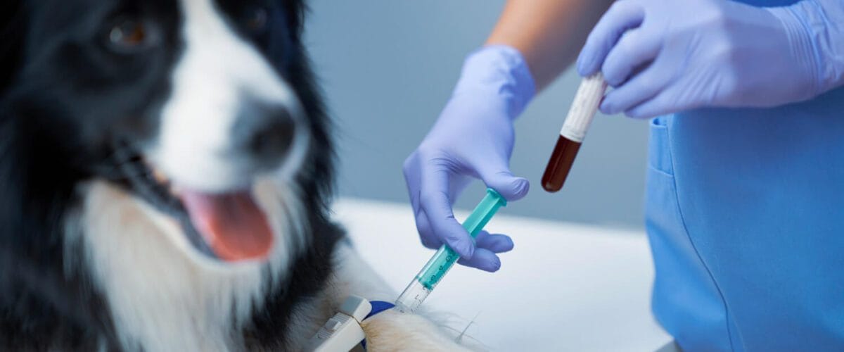 Exames De Sangue Em Pets