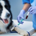 Exames De Sangue Em Pets