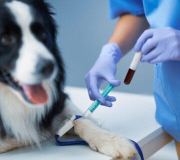 Exames De Sangue Em Pets