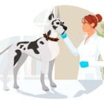 Exames De Sangue Em Pets