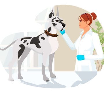 Exames De Sangue Em Pets