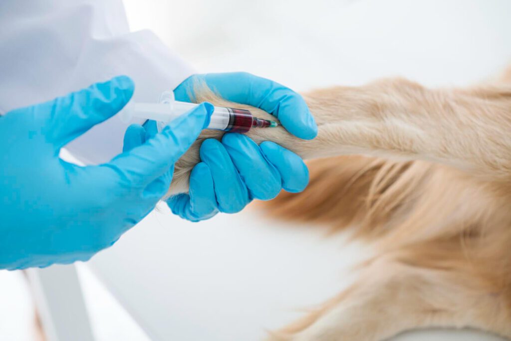 Exame De Sangue Em Pets: Entenda A Importância No Diagnóstico Das Doenças De Pele 2 Exames De Sangue Em Pets