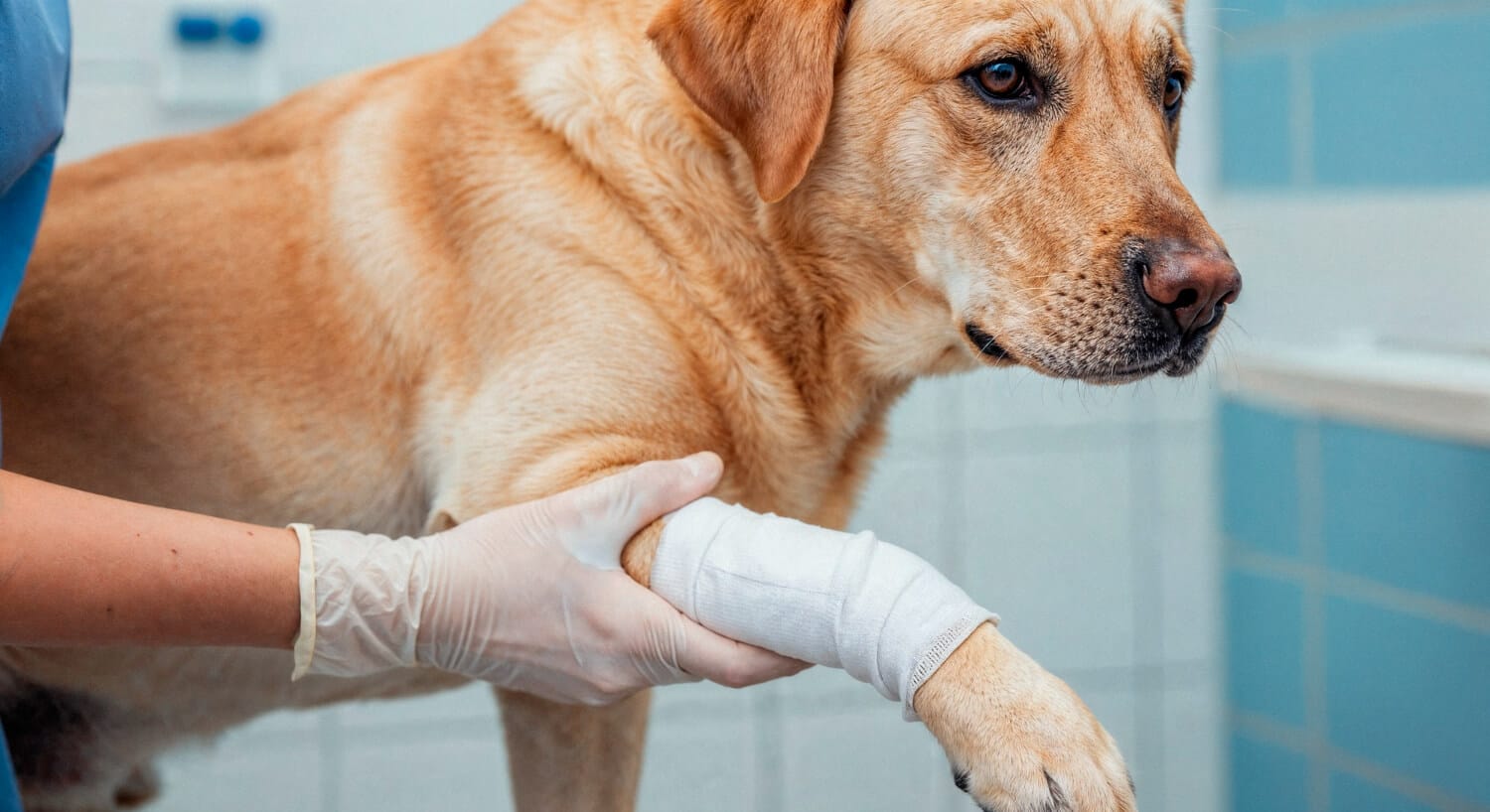 Feridas Que Não Cicatrizam Em Pets: Entenda As Causas Dermatológicas E Como Ajudar Seu Animal 1 Feridas