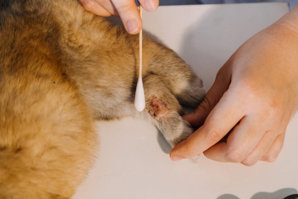 Feridas Que Não Cicatrizam Em Pets: Entenda As Causas Dermatológicas E Como Ajudar Seu Animal 3 Feridas