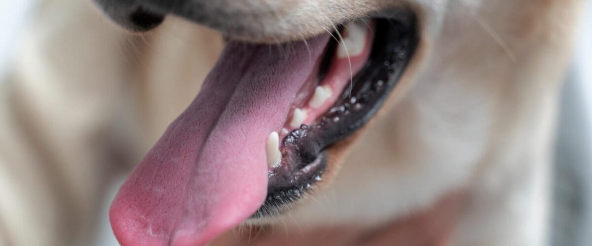 Dermatite Acral Em Pets Por Lambedura