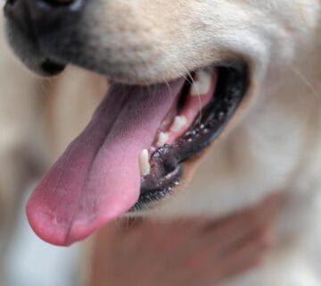 Dermatite Acral Em Pets Por Lambedura