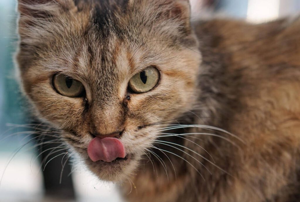 Dermatite Acral Em Pets Por Lambedura