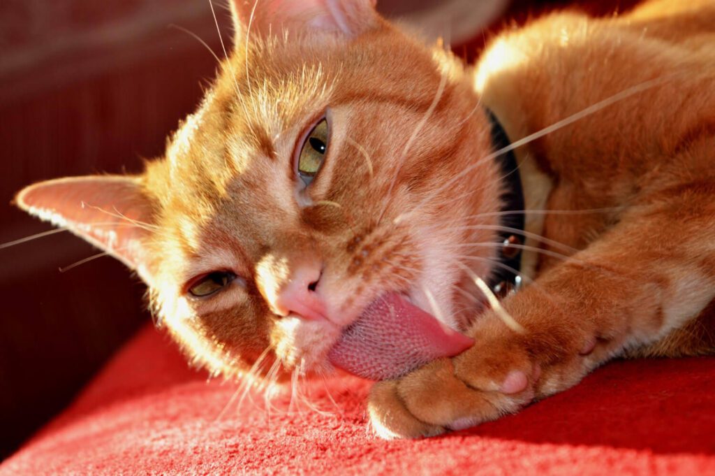 Dermatite Acral Em Pets Por Lambedura