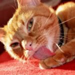 Dermatite Acral Em Pets Por Lambedura