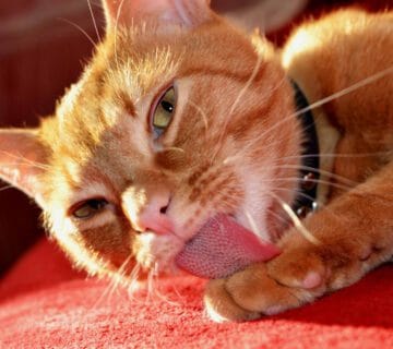 Dermatite Acral Em Pets Por Lambedura